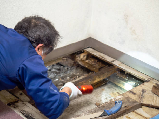 Best Mold Cleaning Services  in Brooksville, MS