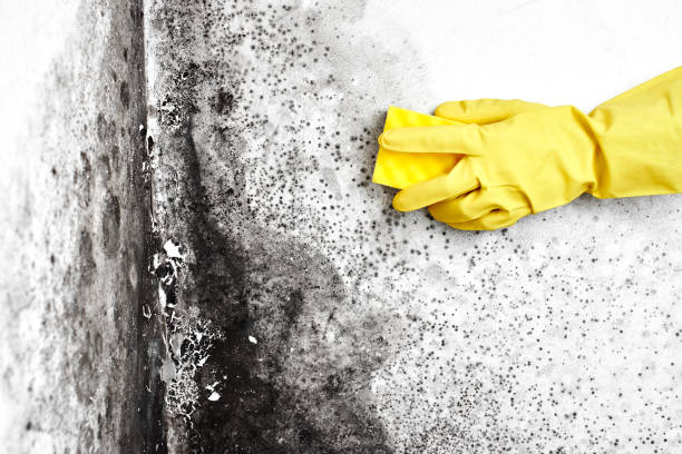Best Home Mold Removal  in Brooksville, MS