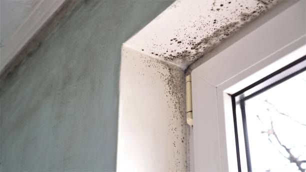 Best Crawl Space Mold Removal  in Brooksville, MS