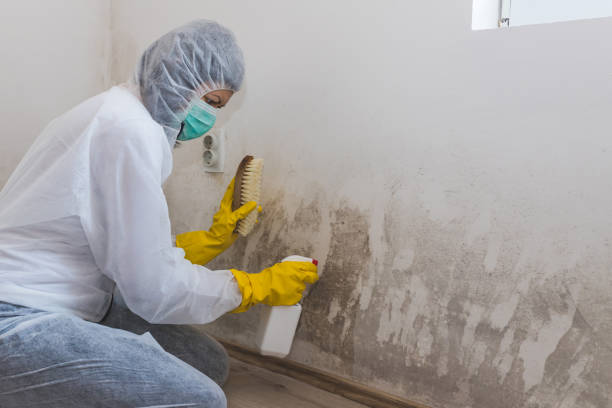 Best Attic Mold Removal  in Brooksville, MS