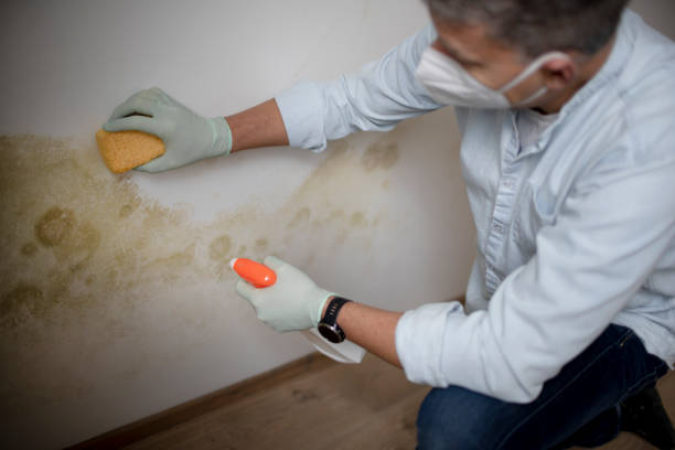 Best Residential Mold Removal  in Brooksville, MS