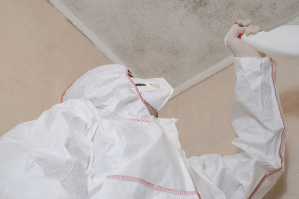Best Black Mold Removal  in Brooksville, MS