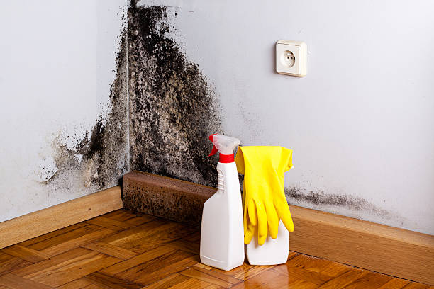 Best Office Mold Removal Services  in Brooksville, MS