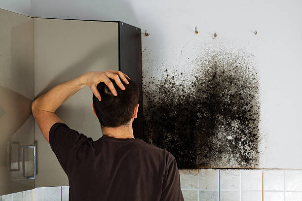 Best Mold Removal Near Me  in Brooksville, MS