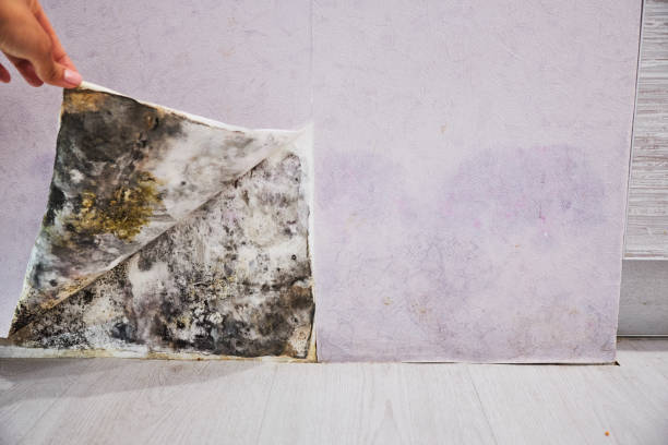 Best Local Mold Removal Service  in Brooksville, MS
